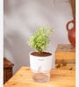 Aralia Variegated Self Watering Pot