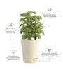 Aralia Variegated Mini Natural Plant In White Self Watering Plastic Pot