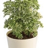 Aralia Variegated Mini Natural Plant In White Self Watering Plastic Pot