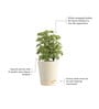 Aralia Variegated Mini Natural Plant In White Self Watering Plastic Pot
