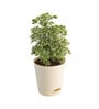 Aralia Variegated Mini Natural Plant In White Self Watering Plastic Pot
