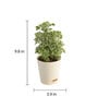 Aralia Variegated Mini Natural Plant In White Self Watering Plastic Pot