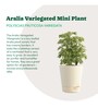 Aralia Variegated Mini Natural Plant In White Self Watering Plastic Pot