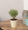 Aralia Variegated Mini Natural Plant In White Self Watering Plastic Pot