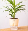Areca Palm Plant With Self Watering  Pot- Cream