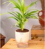 Areca Palm Plant With Self Watering  Pot- Cream