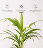 Areca Palm Plant With Self Watering  Pot- Cream