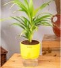 Areca Palm Plant With Self Watering  Pot- Green