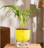 Areca Palm Plant With Self Watering  Pot- Green