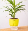Areca Palm Plant With Self Watering  Pot- Green