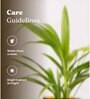 Areca Palm Plant With Self Watering  Pot- Green