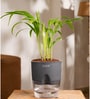 Areca Palm Plant With Self Watering  Pot- Grey