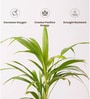 Areca Palm Plant With Self Watering  Pot- Grey