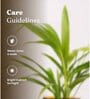 Areca Palm Plant With Self Watering  Pot- Grey