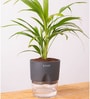 Areca Palm Plant With Self Watering  Pot- Grey