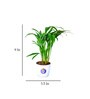 Areca Palm Natural Plant