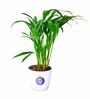 Areca Palm Natural Plant