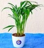 Areca Palm Natural Plant
