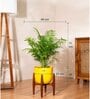 Areca Palm Plant With Pot