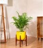 Areca Palm Plant With Pot