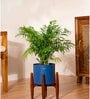 Areca Palm Plant With 8 Inch Pot
