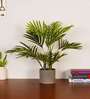 Artificial Areca Palm Plant with Black Pot