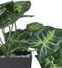 Artificial Arrowhead Plant in Black Pot