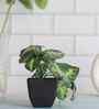 Artificial Arrowhead Plant in Black Pot