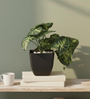 Artificial Arrowhead Plant in Black Pot