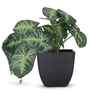 Artificial Arrowhead Plant in Black Pot