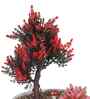 Artificial Bonsai Tree with Red Cactus