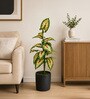 Green Fabric Artificial Caladium Plant with Pot