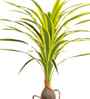 Artificial Dracaena Plant (Yellow & Green) Artificial Dracaena Plant (Yellow & Green)