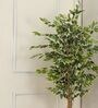 Ficus Artificial Plant