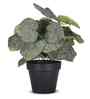 Artificial Green Begonia Plant in Black Pot