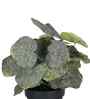 Artificial Green Begonia Plant in Black Pot