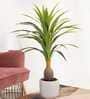 Artificial Dracaena Plant (Green)
