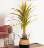 Artificial Green Dracaena Plant (Red & Green) Artificial Green Dracaena Plant (Red & Green)