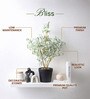 Green Artificial Green Plant Pot