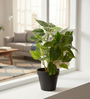 Artificial Money Plant in Black Pot