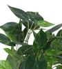 Artificial Money Plant in Black Pot