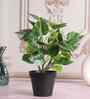 Artificial Money Plant in Black Pot