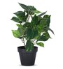 Artificial Money Plant in Black Pot