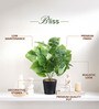 Green Artificial Plant with Pot