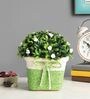 Plastic With Thorny Green Leaves And Small White Flowers With Pot Artificial Plants