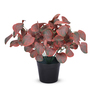 Artificial Red Eucalyptus Plant in Black Pot