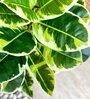 Artificial Shaded Rubber Plant