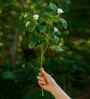 Artificial White Blossom Stick