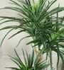 Green Yucca Artificial Plant with Pot