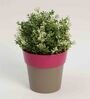 Plastic Pink Flower Desk Pots